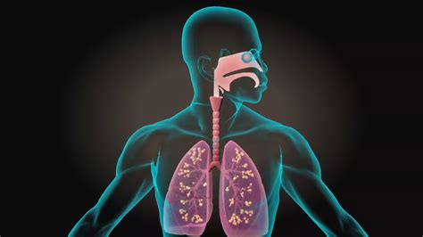 3d Medical Animation Respiratory System Centre For Informatics