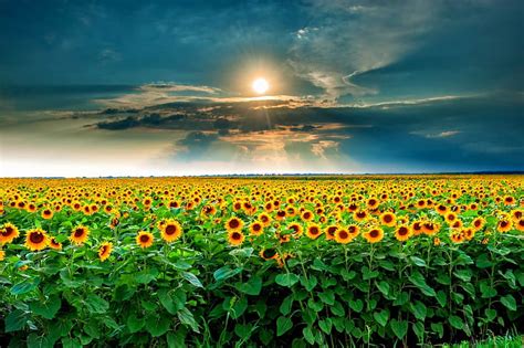 Beauty Sunset Over Sunflowers Field Sunbeams Yellow Bonito Sunset