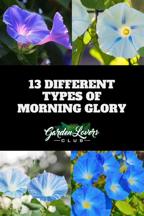 13 Different Types Of Morning Glory Photos Morning Glory Flowers