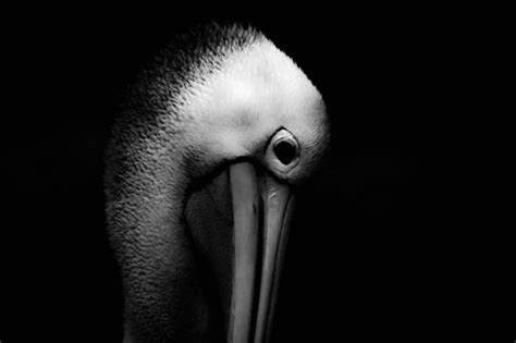 Pelican Portraits Australian Photography