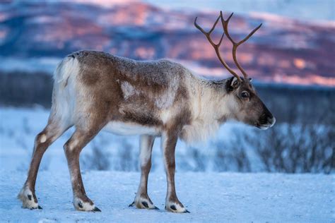 Caribou Vs Reindeer Whats The Difference