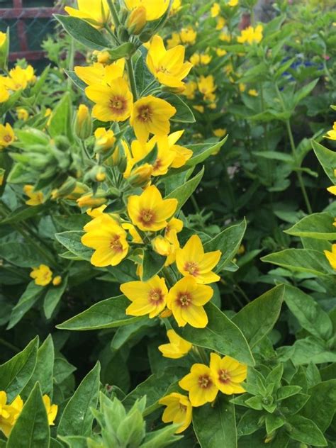 Perennial Plant With Yellow Flowers Identification 33 Types Of Yellow