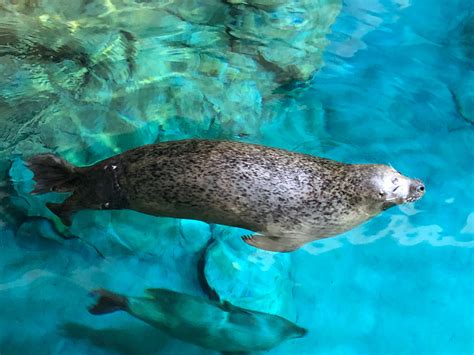 Massive New Seal Exhibit Unveiled At Norwalks Maritime Aquarium