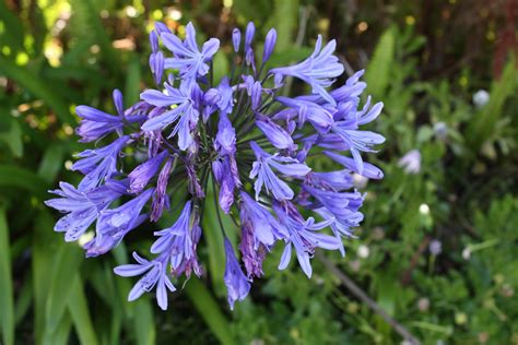 The advantage of perennial flowers over annuals in the case of wall decoration is that the annual plant (no matter how. Temperate Climate Permaculture: Plants in my Azorean ...