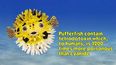 Safari Ltd Incredible Creatures Pufferfish Youtube