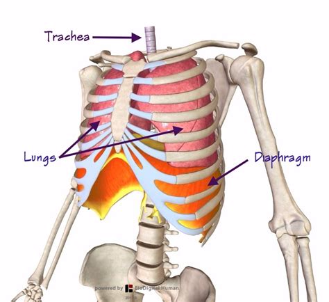 Together with the skin and associated fascia and muscles, the rib cage makes up the thoracic wall and provides attachments for the muscles of the neck, thorax, upper abdomen, and back. The Breath of Life (part 2) — Alexander Technique in ...