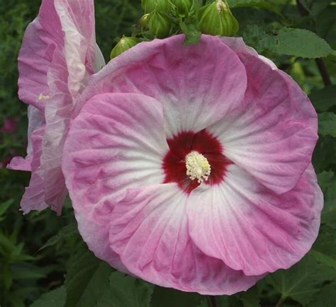 Tie Dye Hardy Hibiscus Plant In 45 Pot Live Plant Etsy
