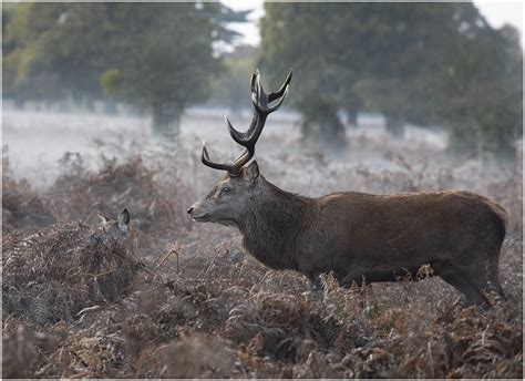 Red Deer In Mist Taken Once Again At Bushy Park With A Mis Flickr