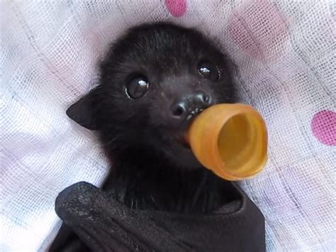 Cute Baby Bats Cute Baby
