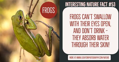 interesting-nature-facts-53-frogs