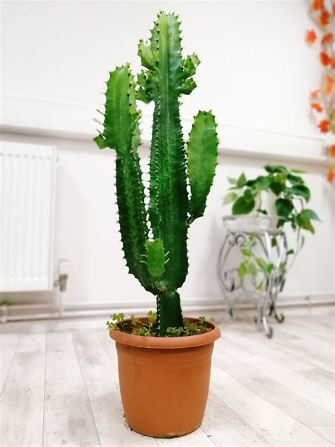 Euphorbia Ingens Cactus Succulent House Indoor Garden Plant In 17 20cm