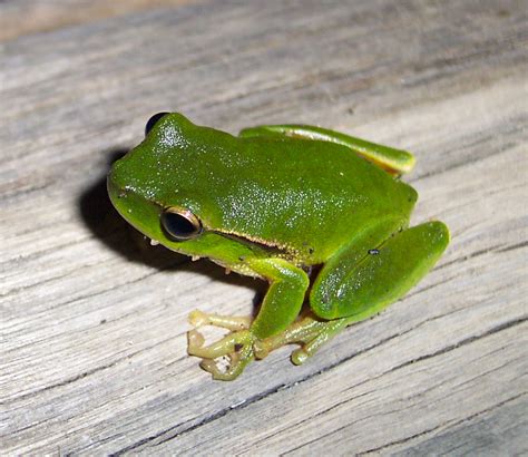 Leaf Green Tree Frog Wikipedia
