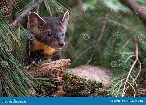 American Pine Marten Martes Americana Paw On Wood Looks Out Copy Space