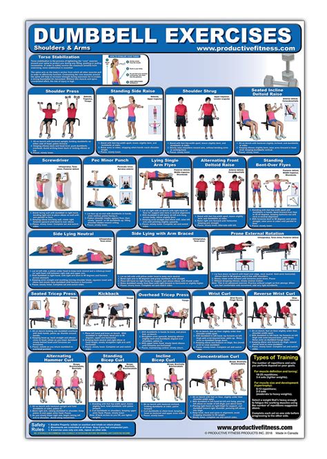 Buy Laminated Dumbbell Exercise Poster Chart Shoulders And Arms Created By Fitness Experts