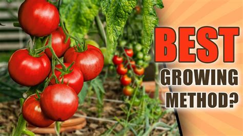 Square Foot Gardening Tomatoes How To Grow Tomatoes In One Square