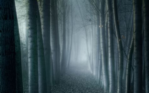 Foggy Forest Wallpapers Hd