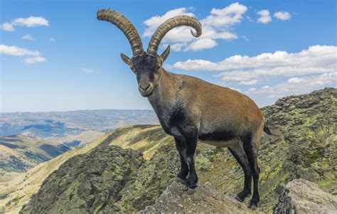 Threatened Mountain Goat Gets Help From The Skies Bbc News