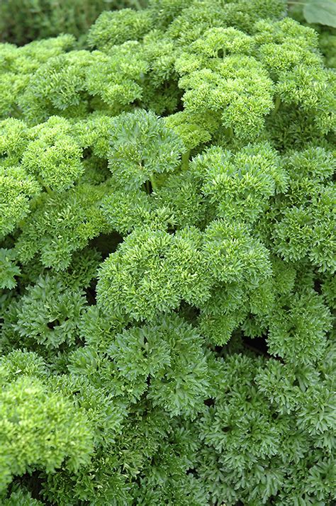 Parsley Petroselinum Crispum In Detroit Ann Arbor Dearborn Royal Oak