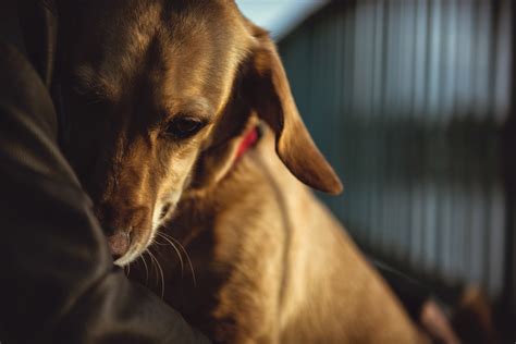 The Three Secret Signs Your Dog Is Depressed