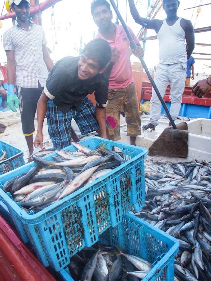 Sri Lanka Highlight Beruwala Fish Market