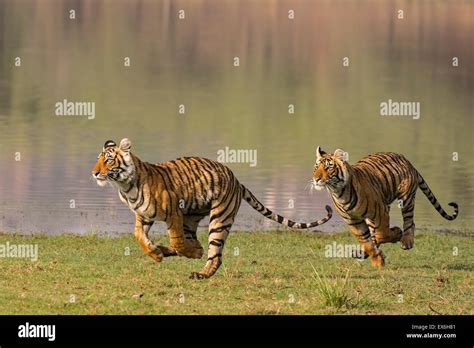 Tigers Running Speed Hi Res Stock Photography And Images Alamy
