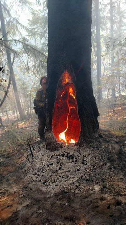 The Fire Inside This Tree Has Been Burning For Five Days Imgur Image
