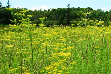 Wild Parsnip Spreading In Ontario Realagriculture