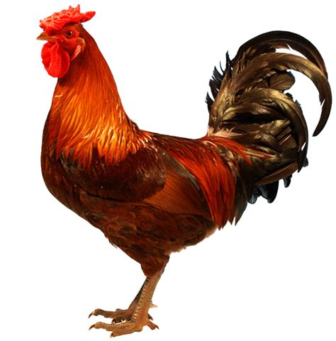 Well you're in luck, because here they come. Farming Photos: Derbyshire Redcap Chicken