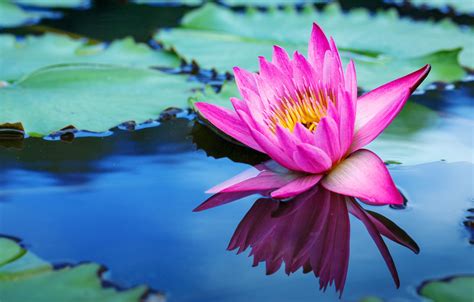 We've gathered more than 5 million images uploaded by our users and. Wallpaper flowers, lake, Lotus, pink, flowers, lake, lotus ...