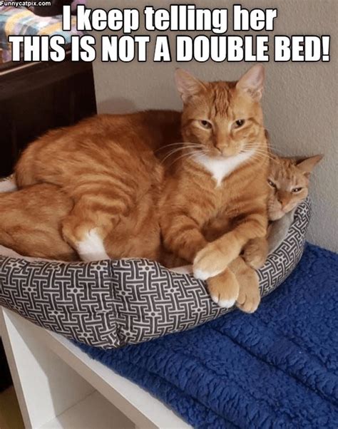 Top Memes Of The Week Cheezburger Users Edition In Cheezburger Memes Cat Memes
