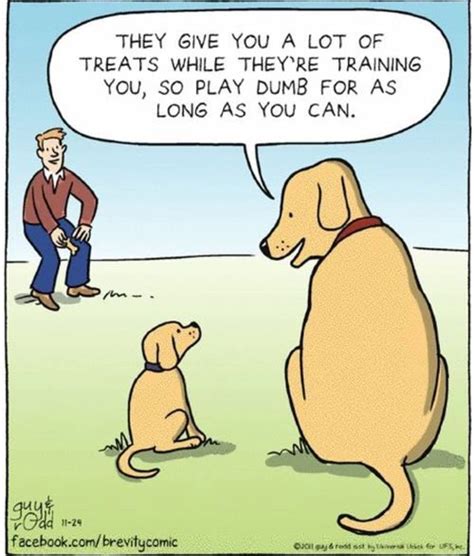 Best Dog Training Puppy Training Brain Training Silly Dogs Funny