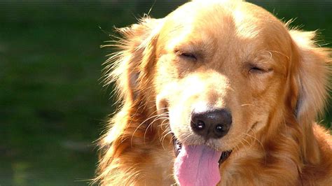Cute Dog Yawning Hd Desktop Wallpaper Widescreen High Definition