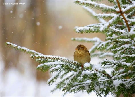 Pin By April ☔️ On Wintergreen Winter Scenes Birds Beautiful Birds