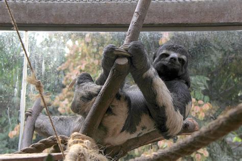 Brown Throated Sloth Bradypus Variegatus Zoochat