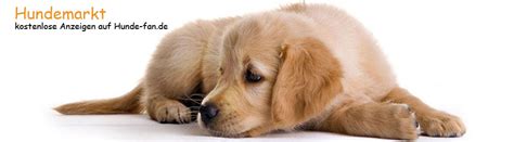 Also kann man hier einen hund maulkorb aus draht für verschiedene hunderassen und für mischlinge kaufen. Hundewelpen kaufen | Kleinanzeigen Hundemarkt