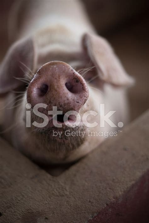 Close Up Of A Pig Snout Stock Photo Royalty Free Freeimages