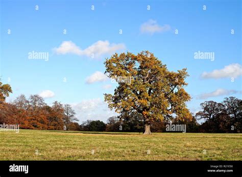 English Oak Tree Quercus Robur In Autumn Colours Hi Res Stock