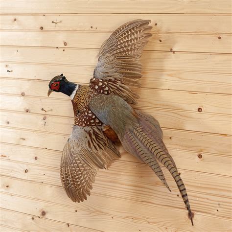 Excellent Flying Ringneck Pheasant Taxidermy Mount Sw11039