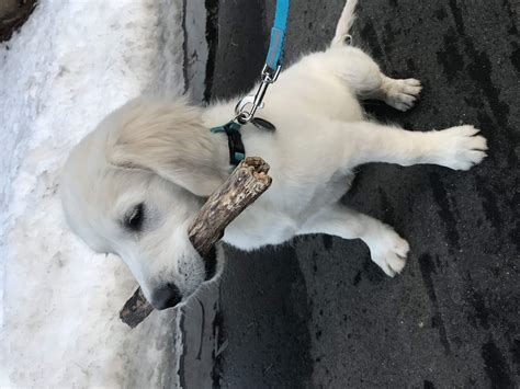 Puppy Loose Stools After Treatment Golden Retriever Dog Forums