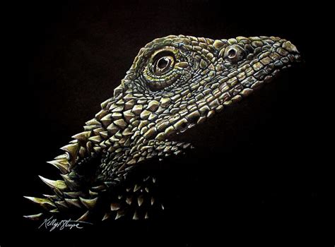 Bearded Dragon Drawing By Kelly Strope
