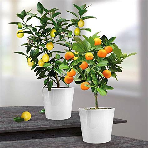 Cultivez En Pot Citronnier Et Oranger