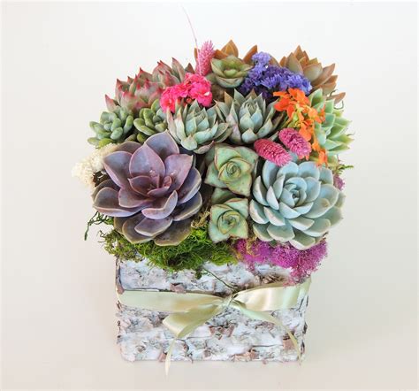 Candice Succulents In Birch Bark Container Urban Succulents