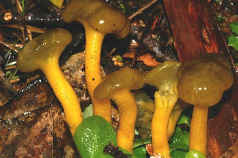 5 Fungi Youll Find In The Adelaide Hills Good Living