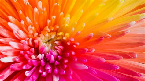 2k Pink Orange And Yellow Flowers 42284 Hd Wallpaper