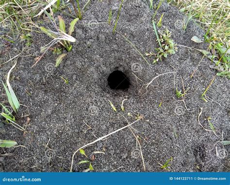 Das Loch Eines Kleinen Tieres Im Boden Stockbild Bild Von Schwarzes