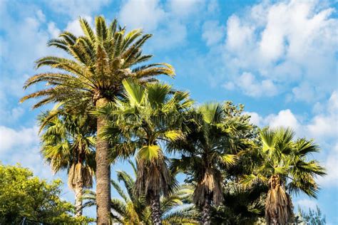 Palm Trees In French Riviera Stock Photo Image Of Plant Style 159860144
