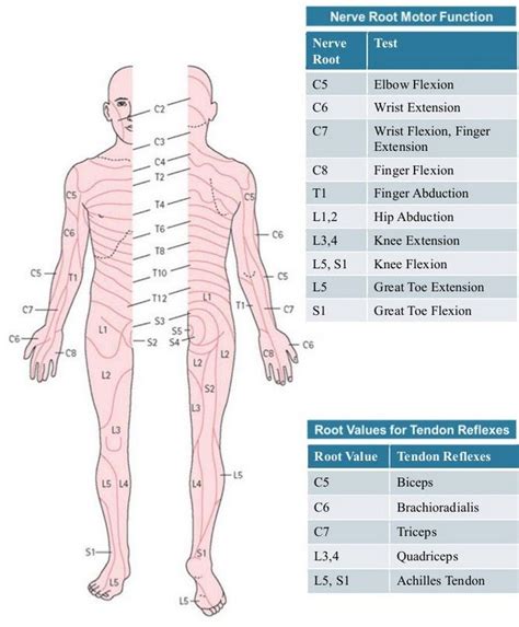 Dermatomes Myotomes Reflexes Chart The Neurological Examination Porn Sex Picture