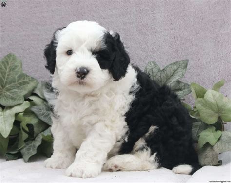 Mini Sheepadoodle Puppies For Sale Greenfield Puppies