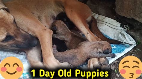 Making A Shelter For Mother Dog And Her 1 Day Old Puppies 🐶 Youtube