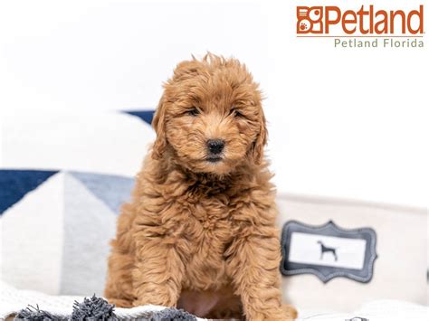 Forever love puppies pet stores in miami, aventura & pembroke pines, florida is your #1 location to adopt puppies for sale. Petland Florida has Miniature Goldendoodle puppies for ...